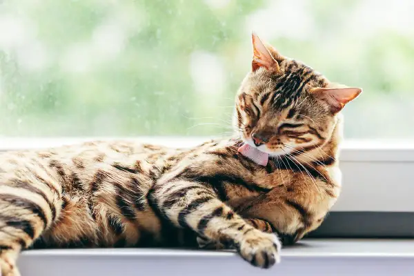 Pręgowany kot bengalski wyleguje się na parapecie, starannie myjąc futerko.