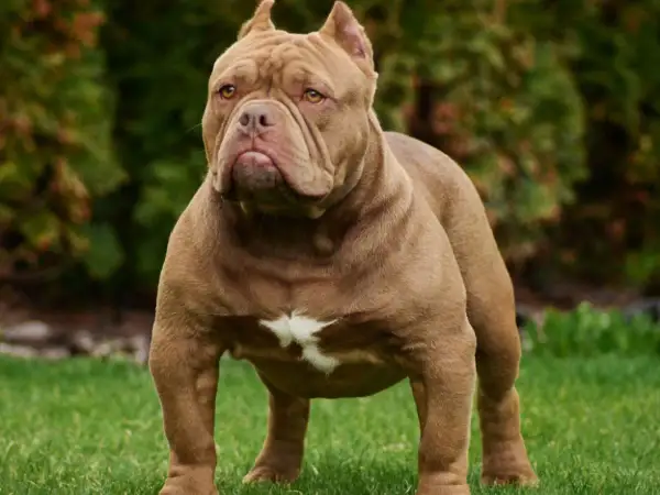 Potężny american bully xxl o brązowej sierści stoi na trawie, z dumą prezentując swoją muskularną sylwetkę.