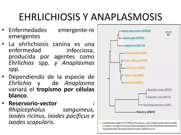 Árbol filogenético que muestra la relación entre Ehrlichia y Anaplasma, patógenos que causan anaplasmosis en perros.