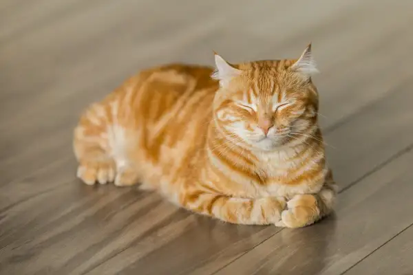En söt orange randig katt vilar på ett trägolv. Undrar du hur mycket kostar en kattunge?