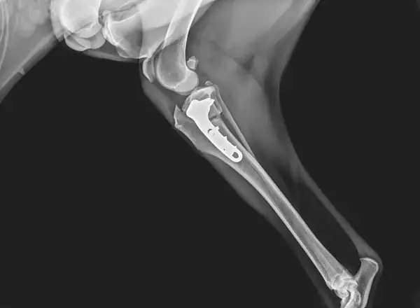 Radiografía de rodilla de perro con placa y tornillos para reparar el ligamento cruzado. ¿Operar o no?