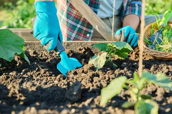 Main dans le potager, une main gantée utilise une petite pelle bleue pour travailler la terre autour d'un jeune plant.