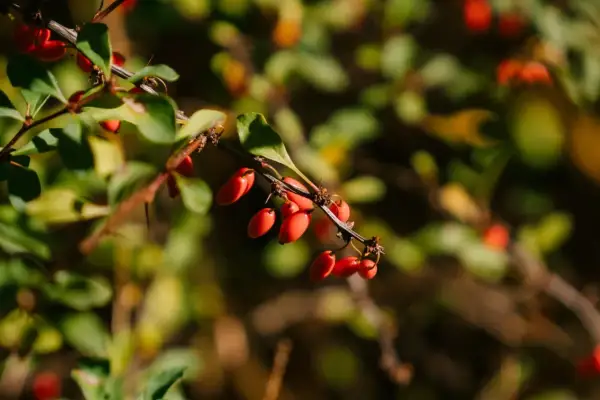 Rote Beeren am Zweig, die an die berberin wirkung erinnern.