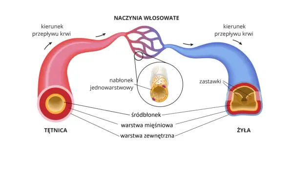 Schemat naczyń krwionośnych: tętnica, naczynia włosowate i żyła. Naczynia włosowate, co rozszerza naczynia krwionośne, łączą je.