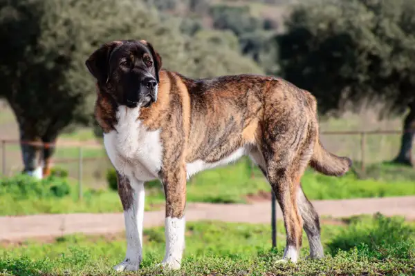 Majestuoso rafeiro do alentejo, con su pelaje atigrado y blanco, posa en un campo verde.