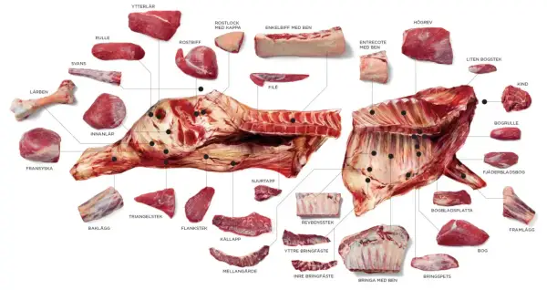 Detaljerad illustration av styckdetaljer från nötkreatur, inklusive flat iron steak (entrecote med ben).