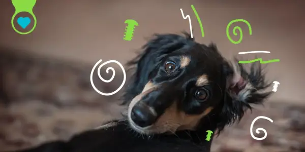 Un perro hiperactivo con ojos curiosos, rodeado de garabatos verdes y blancos.