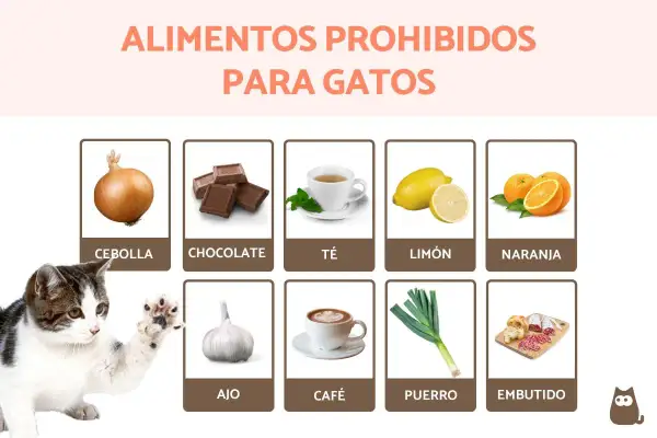 Un gato curioso mira una lista de alimentos prohibidos para felinos, incluyendo cebolla, chocolate, té, limón, naranja, ajo, café, puerro y embutidos. ¡Recuerda que el ajo es malo para los gatos!
