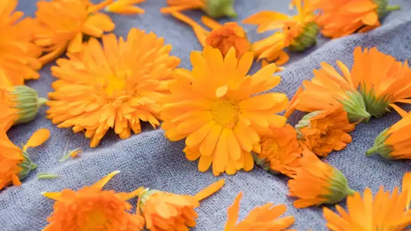 Leuchtend orange Ringelblumen liegen auf einem grauen Stoff. Der ideale Ringelblume Standort ist sonnig.