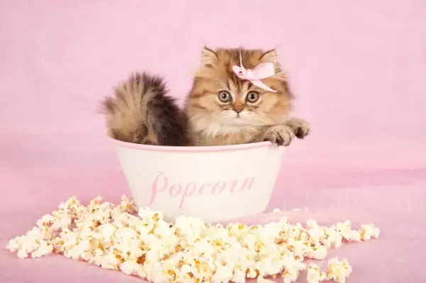 Czy koty mogą jeść popcorn? Poznaj zagrożenia i lepsze przekąski