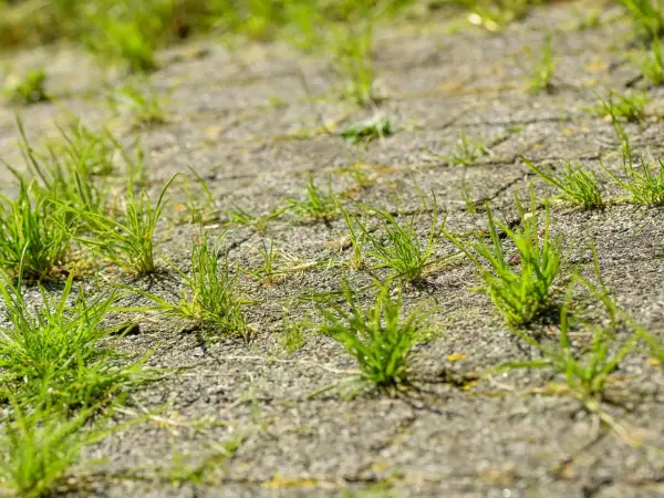 Trawa wyrasta między kostkami brukowymi. Dowiedz się, jak usunąć trawę z kostki brukowej domowym sposobem, by odzyskać estetykę podjazdu.