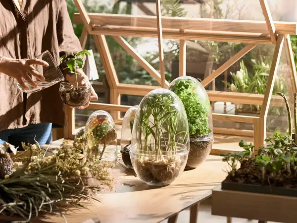 Mani che curano piantine in una miniserra di legno. Vasi trasparenti con piante rigogliose e fiori secchi creano un angolo verde.