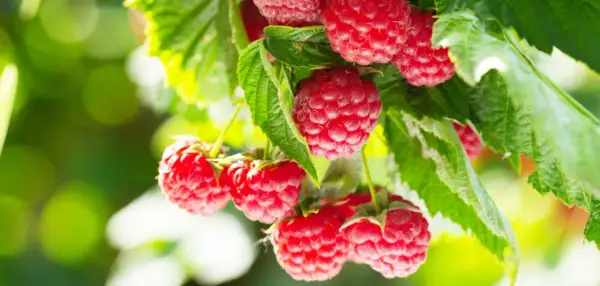 Gros plan sur des framboises rouges mûres sur une branche, prêtes à être cueillies. Un délice à planter framboisier.