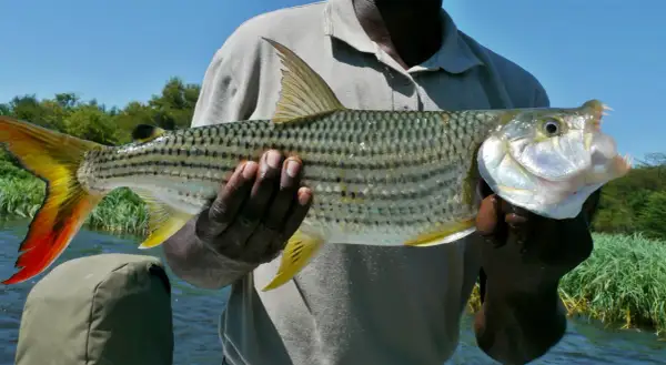 Ein Mann hält einen beeindruckenden Tigerfisch aus Afrika. Seine scharfen Zähne und die leuchtend rote Schwanzflosse sind gut sichtbar.
