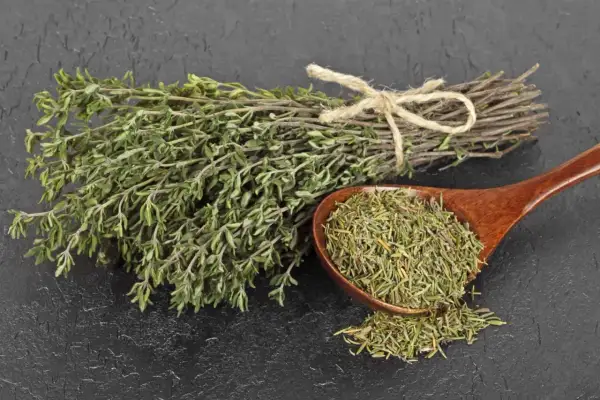 Manojo de tomillo fresco y seco en cuchara de madera. El tomillo para que sirve es para dar sabor a comidas y como remedio natural.