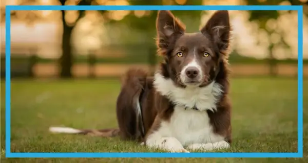 Uroczy border collie miniaturka leży na trawie, z uwagą wpatrując się w obiektyw.