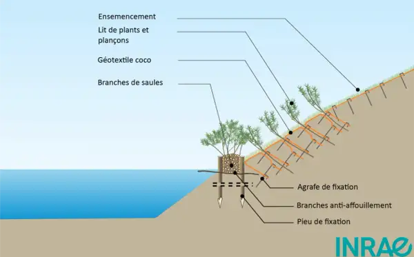 Illustration d'une technique de stabilisation de berge avec des plantes de berges humides, géotextile coco, et branches de saules.