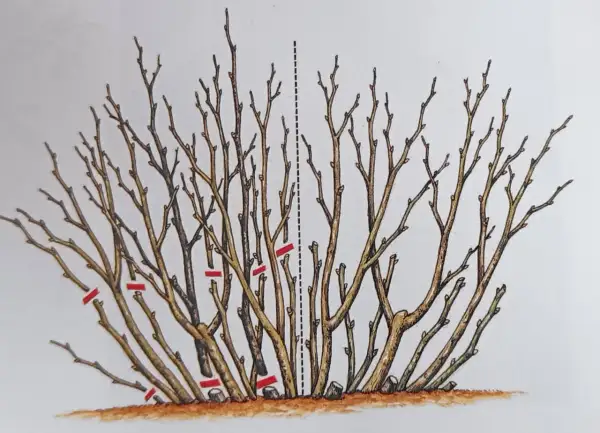 Ilustracja pokazuje prawidłowe cięcie porzeczki czerwonej. Krzew jest przycinany, usuwając stare i słabe pędy, co sprzyja lepszemu wzrostowi i owocowaniu.