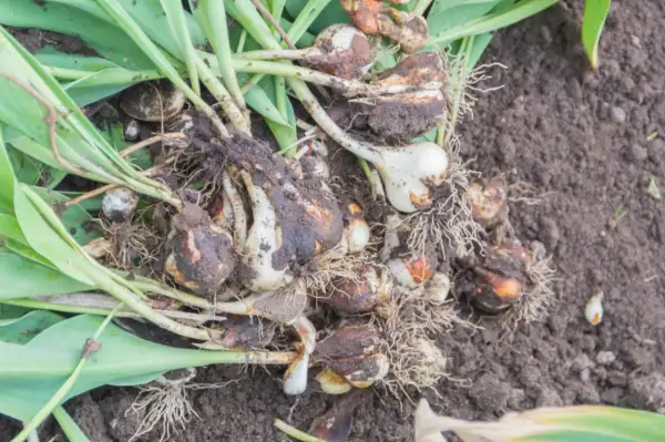 Kiedy wykopywać tulipany? Cebulki tulipanów z korzeniami i liśćmi leżą na ziemi.