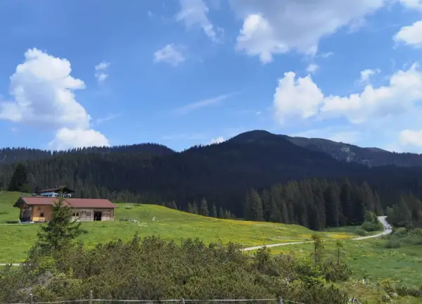 Winklmoosalm wandern: Holzhütte auf grüner Alm mit gelben Blumen, dunklem Bergwald und blauem Himmel mit Wolken.