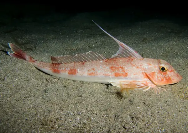 Le grondin, poisson aux couleurs rosées et aux taches orangées, repose sur un fond sableux. Sa nageoire dorsale est dressée, prête à l'action.