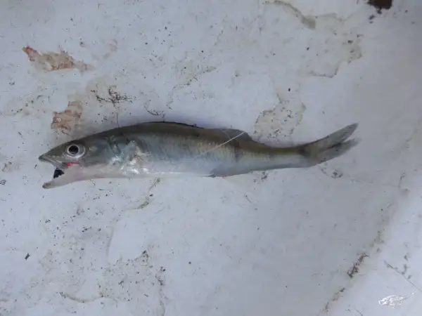 Ein kleiner Fisch mit geöffnetem Maul liegt auf schmutzigem Untergrund. Er könnte ein Leckerbissen für größere Raubfische sein, wie zum Beispiel Zander.
