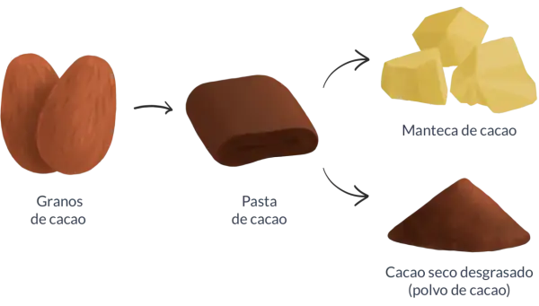 Proceso del cacao: granos, pasta, manteca y polvo. Descubre las **cacao puro propiedades** y sus usos.
