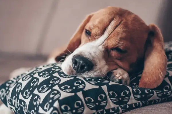 Śpiący beagle na poduszce z kotami. Czy psy mają sny? Ten piesek pewnie śni o gonieniu za piłką.