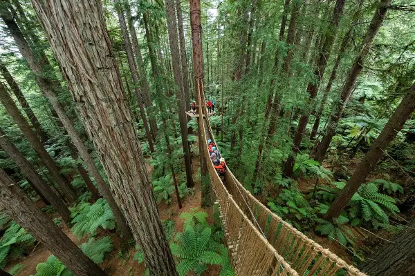 Baumwipfelpfad in Rotorua, Neuseeland, mit Menschen auf Hängebrücken zwischen hohen Bäumen und Farnen.