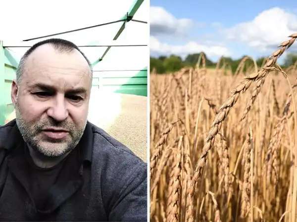 Rolnik ocenia jakość pszenicy orkisz, zastanawiając się nad ceną za tonę.