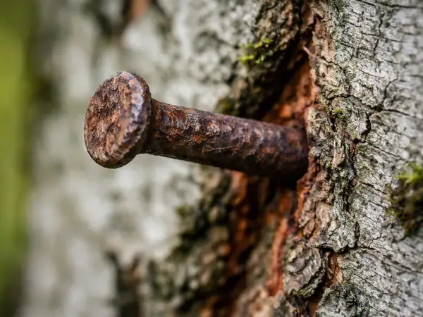 Ein rostiger kupfernagel baum, tief in die Rinde eines alten Baumes geschlagen. Die Zeit hat ihre Spuren hinterlassen.