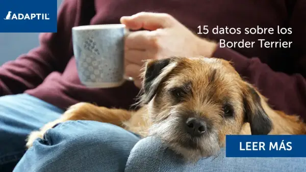 Un tierno border terrier descansa en el regazo de su dueño, quien sostiene una taza. Descubre 15 datos sobre esta raza.