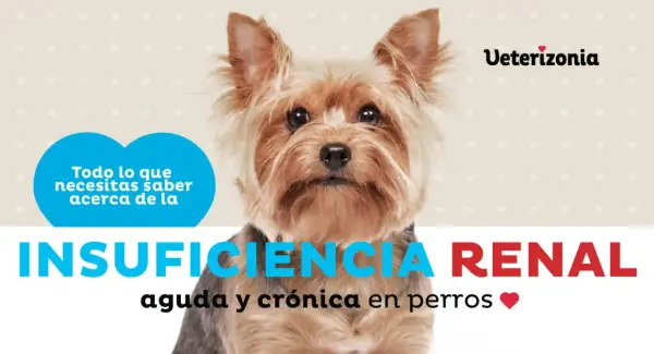 Adorable yorkshire terrier con texto sobre insuficiencia renal en perros. Información vital para dueños preocupados.