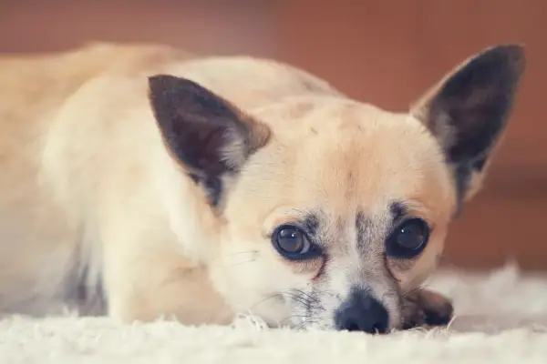 Słodki piesek rasy chihuahua leży na białym dywanie. Zastanawiasz się, ile żyje chihuahua? Te małe psy często cieszą się długim życiem.