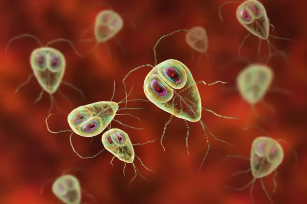 Widok mikroskopowy pasożytów Giardia lamblia, które mogą być obecne w kale. Mają kształt gruszki i cztery pary wici.