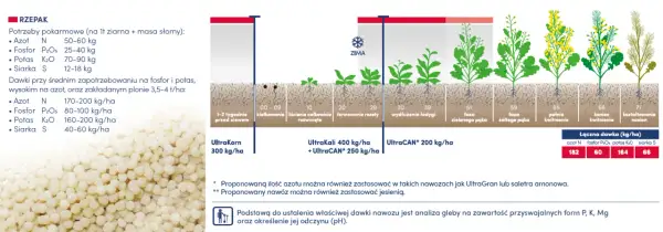 Jaki nawóz pod korzeń rzepaku? Odkryj skuteczne rozwiązania dla plonów