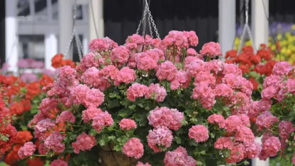 Üppige rosa Geranien in einer Hängeampel, die auf gute Geranien Pflege hinweisen. Im Hintergrund rote und gelbe Blumen.