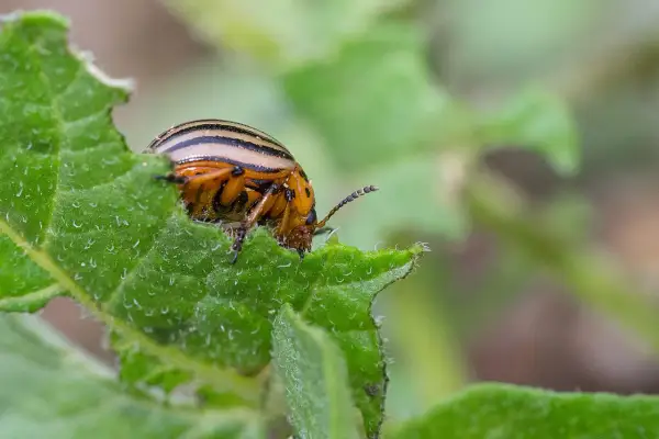 Doryphore de la pomme de terre, insecte rayé, mange une feuille verte.