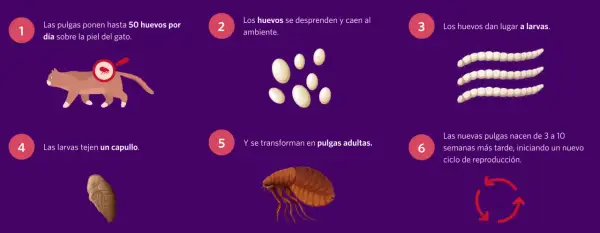 Ciclo de vida de las pulgas en gatos: huevos, larvas, capullos y pulgas adultas. Las pulgas ponen huevos en el gato, que caen al ambiente.