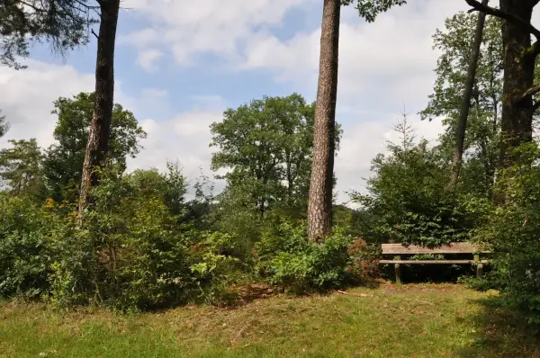 Holzbank am Hexenweg Friesenhagen, umgeben von üppigem Grün und hohen Bäumen. Ein friedlicher Ort zum Ausruhen.
