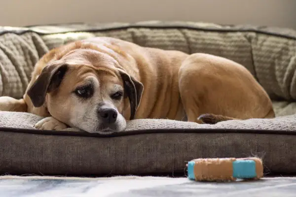 Perro mayor, con mirada cansada, descansa en su cama. Podría ser un caso de demencia senil en perros, mostrando la lentitud de la vejez.