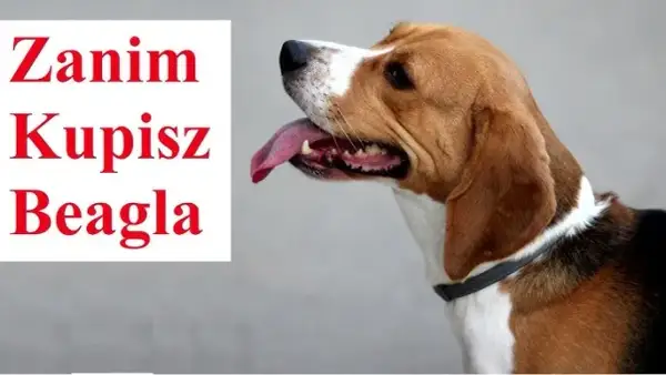 Jak wytresować beagla? Poradnik dla upartych, ale kochanych psów