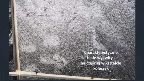 Szara płytka gresowa z charakterystycznym białym nalotem, tworzącym wzory przypominające kółeczka.