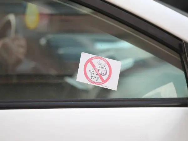 Naklejka "Parkuj z głową, stop świętym krowom" na szybie. Chcesz wiedzieć, jak usunąć naklejkę rejestracyjną z szyby?