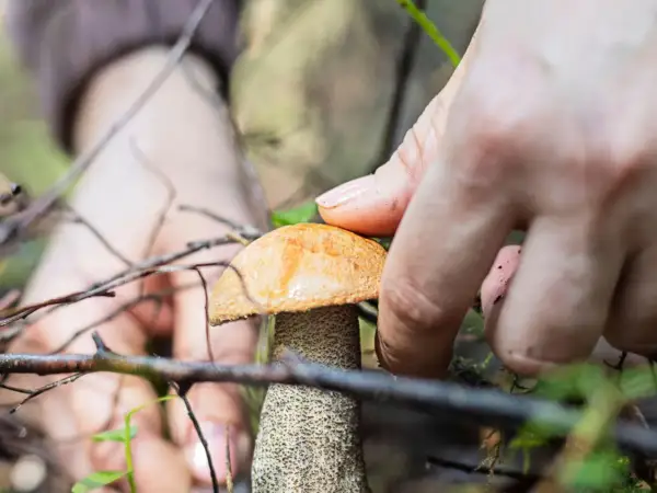 Mano recogiendo una seta anaranjada en el bosque. ¡Cuidado con las setas venenosas de Galicia!