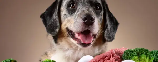 Jak obniżyć cholesterol u psa - skuteczne metody i porady zdrowotne