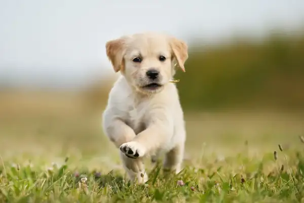 Szczeniak golden retriever biegnie przez łąkę. To idealny moment, kiedy szczeniak może mieć kontakt z innymi psami, ucząc się socjalizacji.