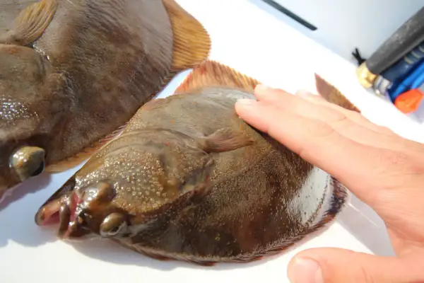 Eine Hand streichelt über einen frisch gefangenen plattfisch. Ein weiterer plattfisch liegt daneben.