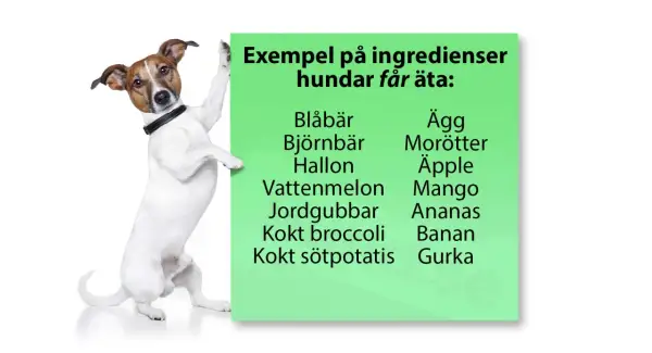 En hund lutar sig mot en grön skylt med texten "Exempel på ingredienser hundar får äta:", där morötter listas som en av dem.