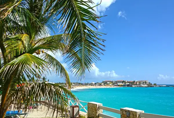 Palma na tle turkusowego morza i plaży z budynkami w oddali.
